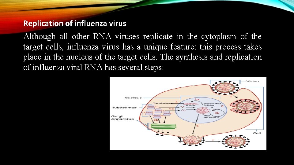 Replication of influenza virus Although all other RNA viruses replicate in the cytoplasm of