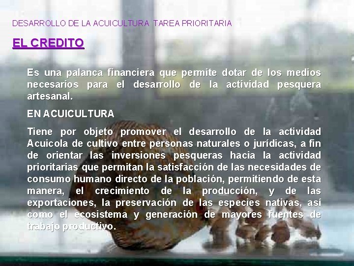 DESARROLLO DE LA ACUICULTURA TAREA PRIORITARIA EL CREDITO Es una palanca financiera que permite