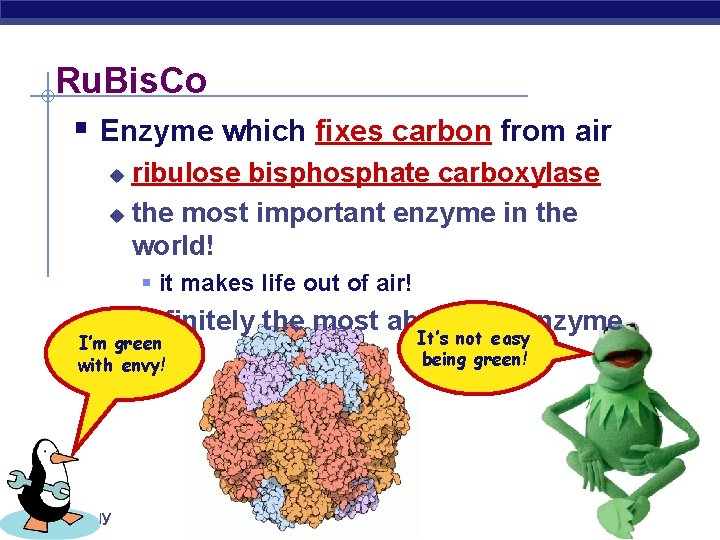 Ru. Bis. Co § Enzyme which fixes carbon from air ribulose bisphosphate carboxylase u