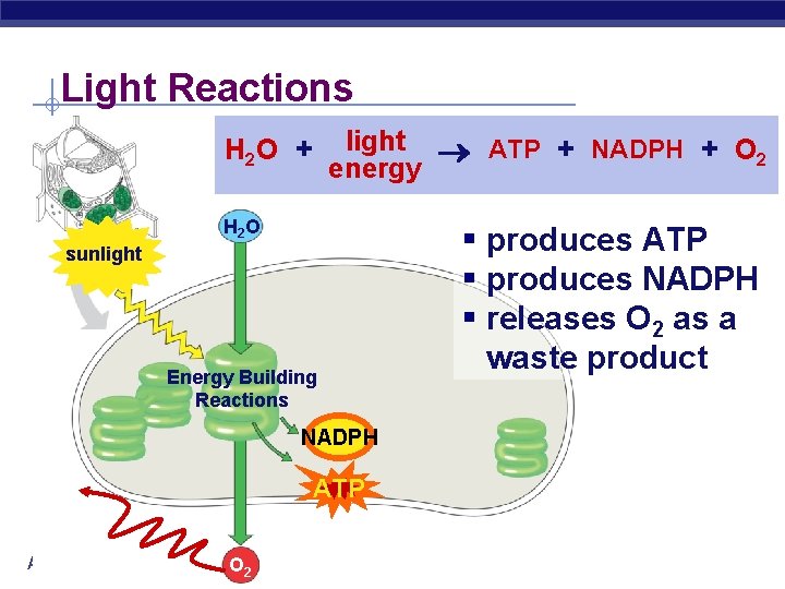 Light Reactions light ATP + NADPH + O 2 energy H 2 O +