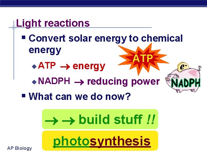 Light reactions § Convert solar energy to chemical energy ATP u ATP energy u