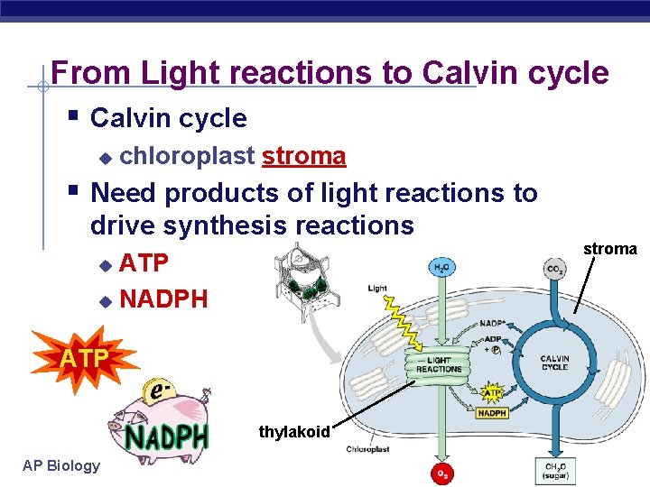 From Light reactions to Calvin cycle § Calvin cycle u chloroplast stroma § Need