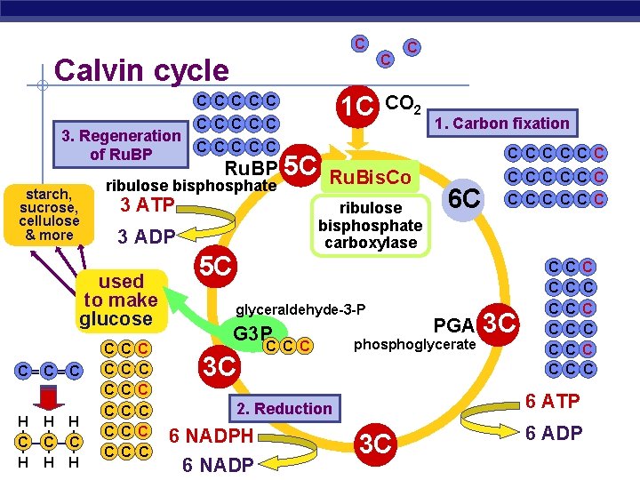 C Calvin cycle 1 C C C 3. Regeneration C C C of Ru.