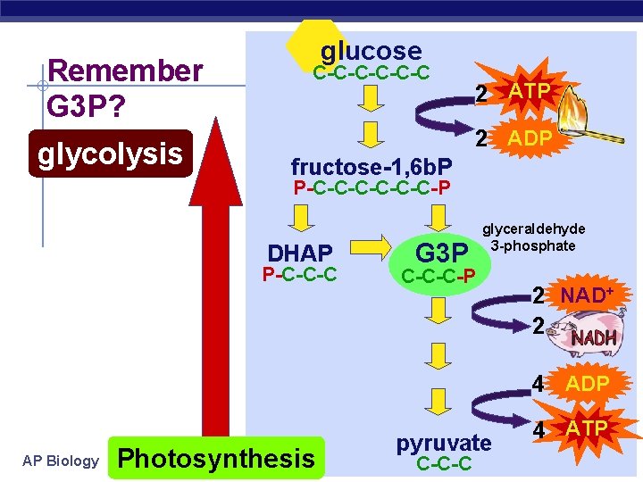Remember G 3 P? glycolysis glucose C-C-C-C 2 ATP 2 ADP fructose-1, 6 b.