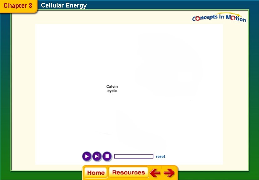 Chapter 8 Cellular Energy 