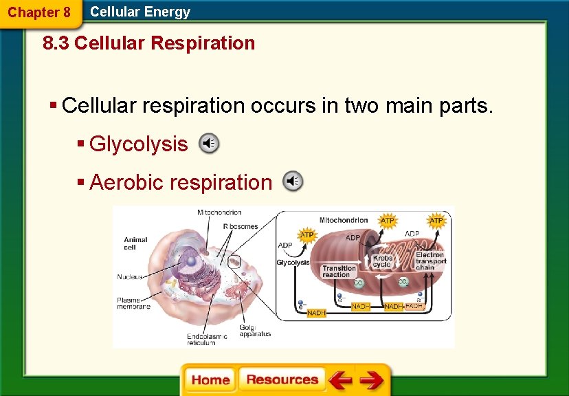 Chapter 8 Cellular Energy 8. 3 Cellular Respiration § Cellular respiration occurs in two