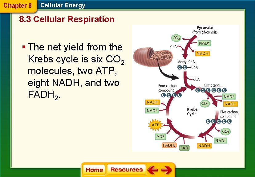 Chapter 8 Cellular Energy 8. 3 Cellular Respiration § The net yield from the