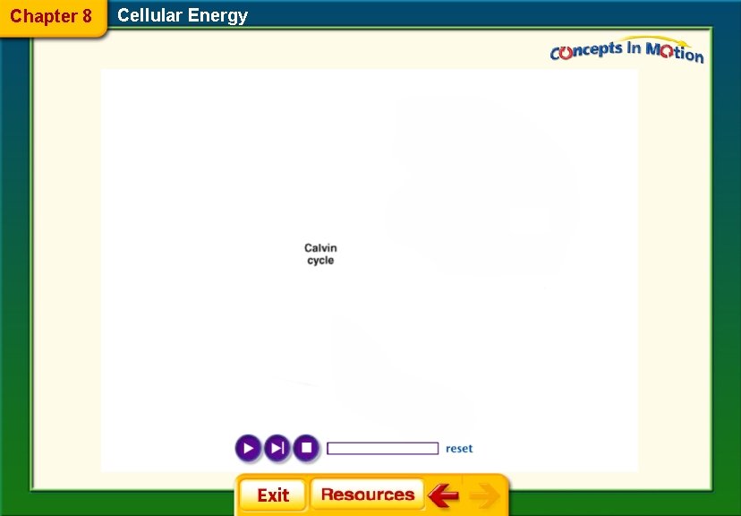 Chapter 8 Cellular Energy 