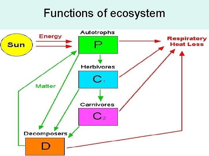 Functions of ecosystem 
