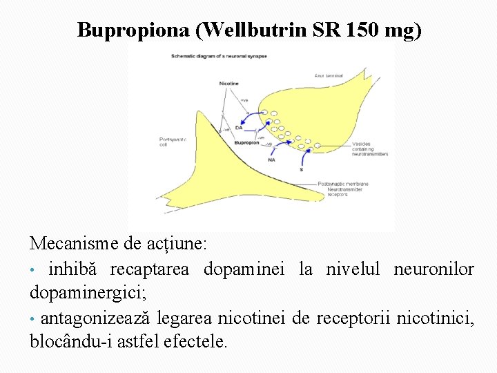 Bupropiona (Wellbutrin SR 150 mg) Mecanisme de acțiune: • inhibă recaptarea dopaminei la nivelul