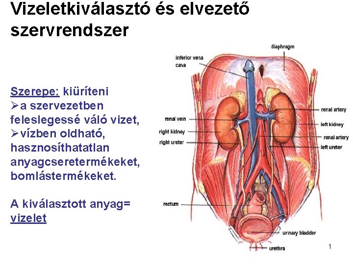 Vizeletkiválasztó és elvezető szervrendszer Szerepe: kiüríteni Øa szervezetben feleslegessé váló vizet, Øvízben oldható, hasznosíthatatlan