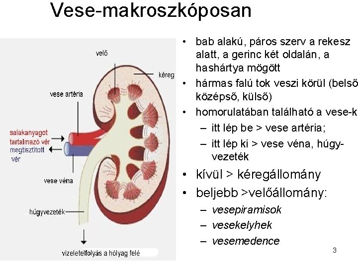 Vizeletkivlaszt s elvezet szervrendszer Szerepe kirteni a szervezetben