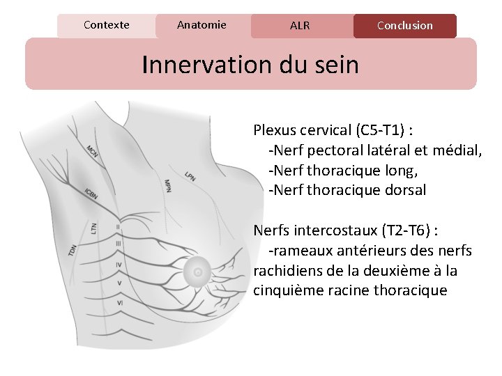 Contexte Anatomie C ALR Conclusion Innervation du sein Plexus cervical (C 5 -T 1)
