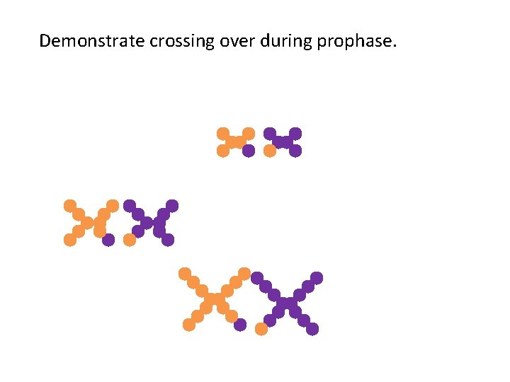 Demonstrate crossing over during prophase. 