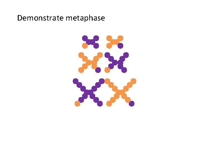 Demonstrate metaphase 