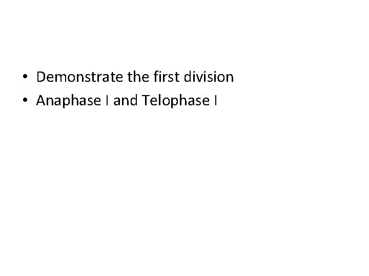  • Demonstrate the first division • Anaphase I and Telophase I 