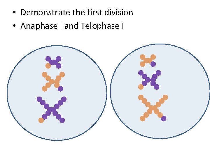  • Demonstrate the first division • Anaphase I and Telophase I 