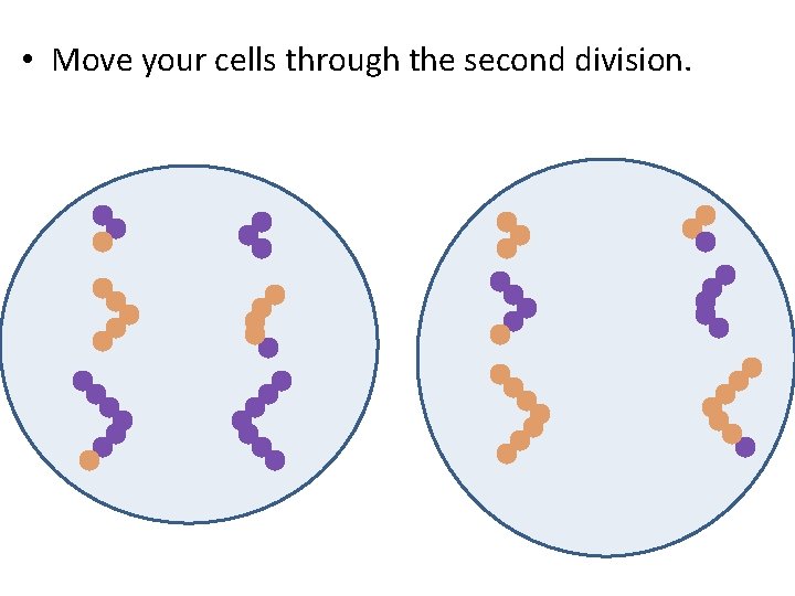  • Move your cells through the second division. 
