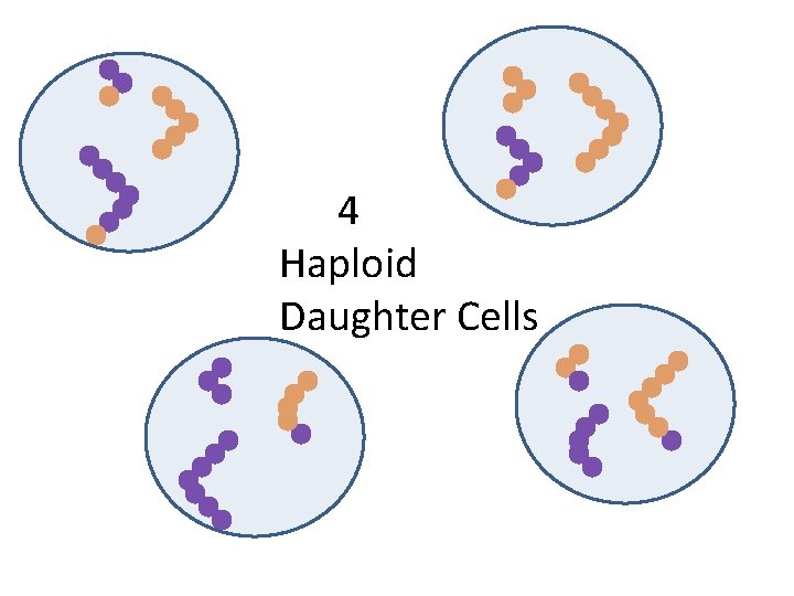 4 Haploid Daughter Cells 