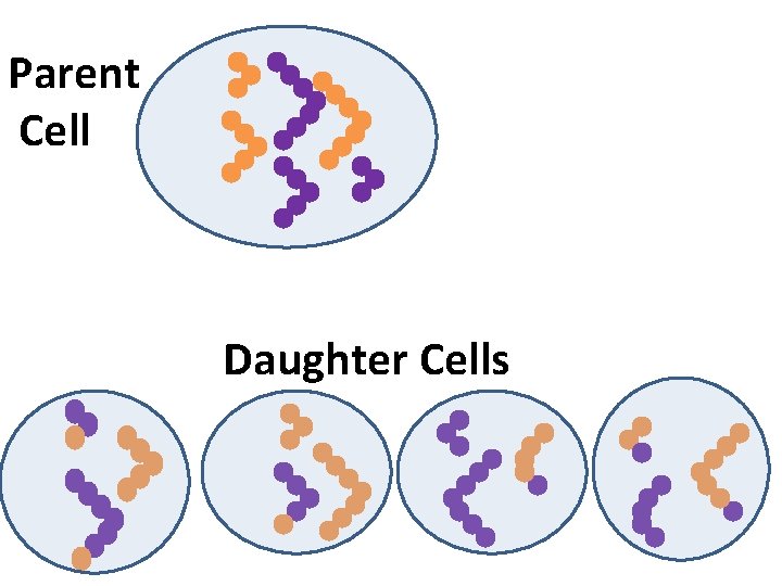 Parent Cell Daughter Cells 