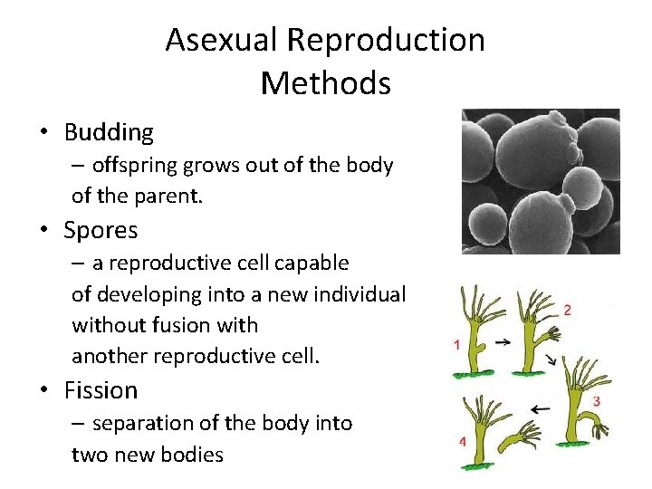 Asexual Reproduction Methods • Budding – offspring grows out of the body of the