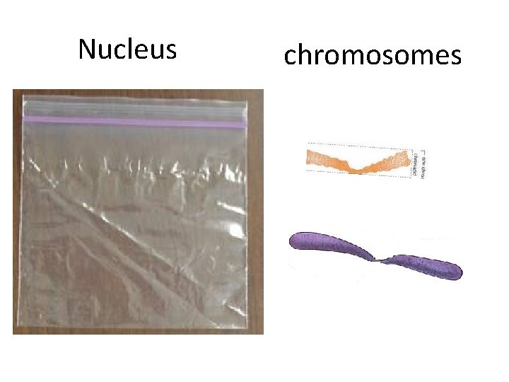 Nucleus chromosomes 
