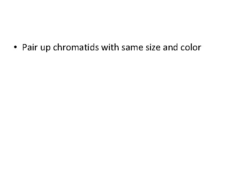  • Pair up chromatids with same size and color 