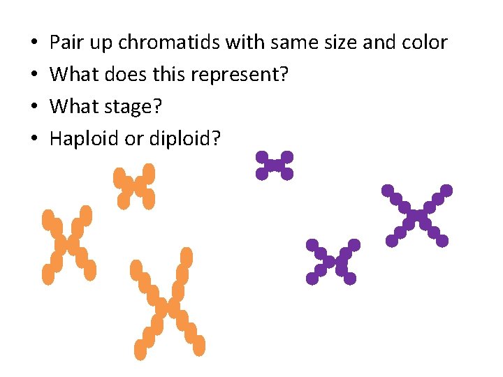  • • Pair up chromatids with same size and color What does this