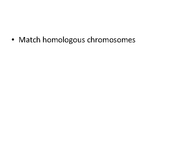 • Match homologous chromosomes 