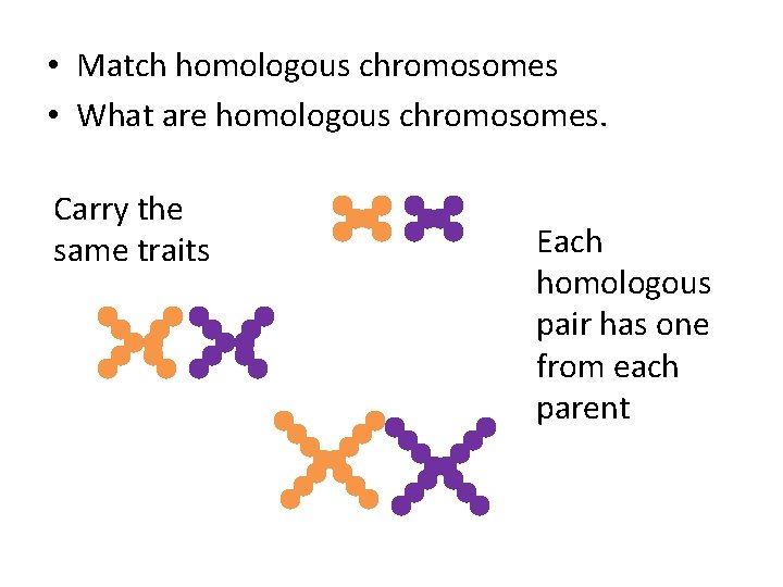  • Match homologous chromosomes • What are homologous chromosomes. Carry the same traits