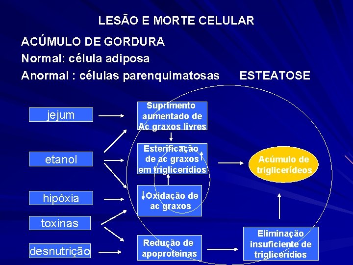 LESÃO E MORTE CELULAR ACÚMULO DE GORDURA Normal: célula adiposa Anormal : células parenquimatosas