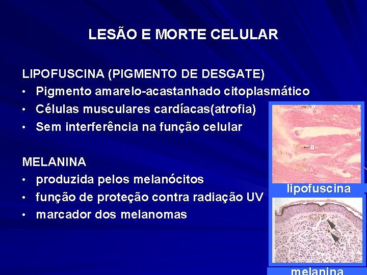 LESÃO E MORTE CELULAR LIPOFUSCINA (PIGMENTO DE DESGATE) • Pigmento amarelo-acastanhado citoplasmático • Células