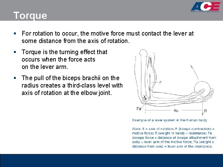 Torque § For rotation to occur, the motive force must contact the lever at Torque § For rotation to occur, the motive force must contact the lever at