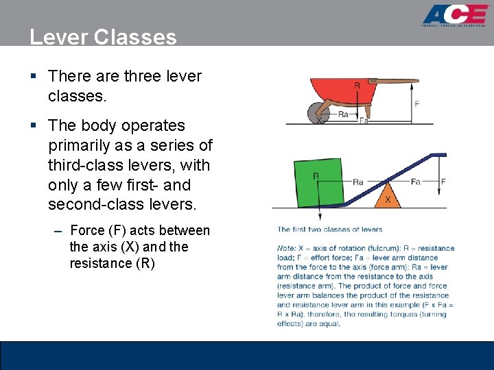 Lever Classes § There are three lever classes. § The body operates primarily as Lever Classes § There are three lever classes. § The body operates primarily as
