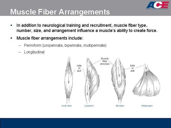 Muscle Fiber Arrangements § In addition to neurological training and recruitment, muscle fiber type, Muscle Fiber Arrangements § In addition to neurological training and recruitment, muscle fiber type,