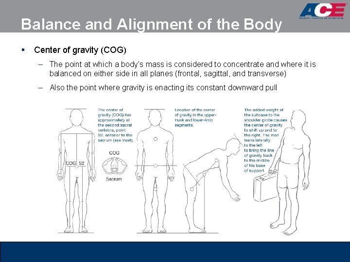 Balance and Alignment of the Body § Center of gravity (COG) – The point Balance and Alignment of the Body § Center of gravity (COG) – The point