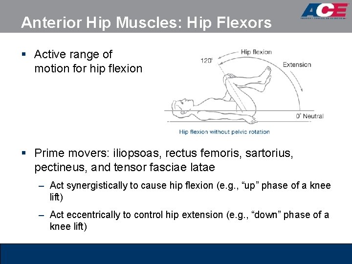 Anterior Hip Muscles: Hip Flexors § Active range of motion for hip flexion § Anterior Hip Muscles: Hip Flexors § Active range of motion for hip flexion §