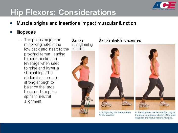 Hip Flexors: Considerations § Muscle origins and insertions impact muscular function. § Iliopsoas – Hip Flexors: Considerations § Muscle origins and insertions impact muscular function. § Iliopsoas –