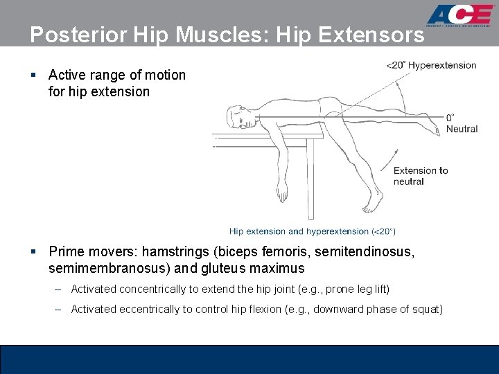 Posterior Hip Muscles: Hip Extensors § Active range of motion for hip extension § Posterior Hip Muscles: Hip Extensors § Active range of motion for hip extension §