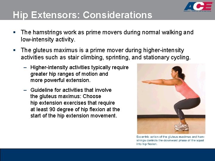 Hip Extensors: Considerations § The hamstrings work as prime movers during normal walking and Hip Extensors: Considerations § The hamstrings work as prime movers during normal walking and