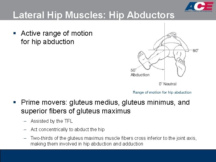 Lateral Hip Muscles: Hip Abductors § Active range of motion for hip abduction § Lateral Hip Muscles: Hip Abductors § Active range of motion for hip abduction §