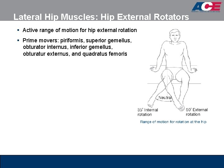 Lateral Hip Muscles: Hip External Rotators § Active range of motion for hip external Lateral Hip Muscles: Hip External Rotators § Active range of motion for hip external