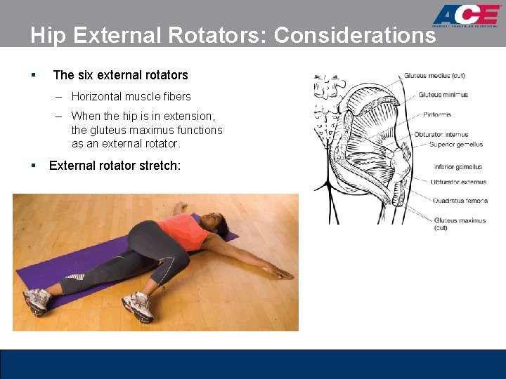 Hip External Rotators: Considerations § The six external rotators – Horizontal muscle fibers – Hip External Rotators: Considerations § The six external rotators – Horizontal muscle fibers –