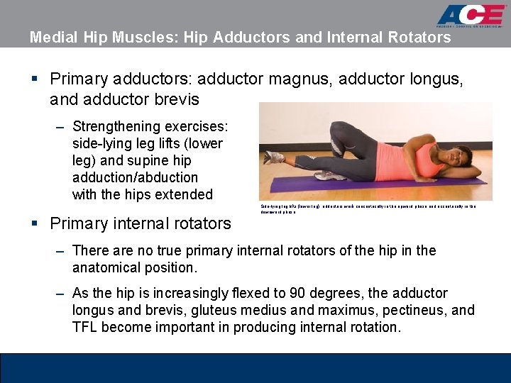 Medial Hip Muscles: Hip Adductors and Internal Rotators § Primary adductors: adductor magnus, adductor Medial Hip Muscles: Hip Adductors and Internal Rotators § Primary adductors: adductor magnus, adductor