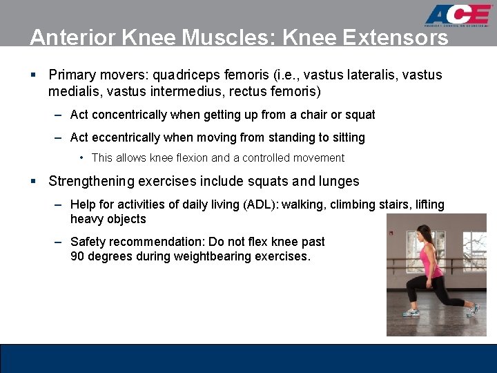 Anterior Knee Muscles: Knee Extensors § Primary movers: quadriceps femoris (i. e. , vastus Anterior Knee Muscles: Knee Extensors § Primary movers: quadriceps femoris (i. e. , vastus