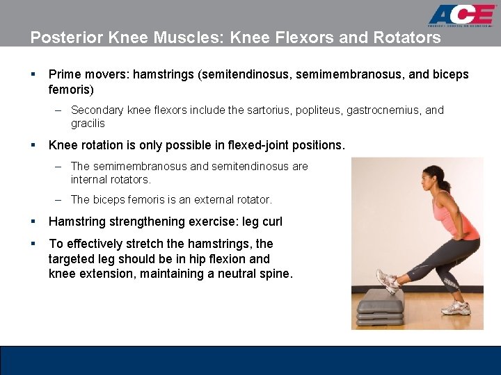 Posterior Knee Muscles: Knee Flexors and Rotators § Prime movers: hamstrings (semitendinosus, semimembranosus, and Posterior Knee Muscles: Knee Flexors and Rotators § Prime movers: hamstrings (semitendinosus, semimembranosus, and