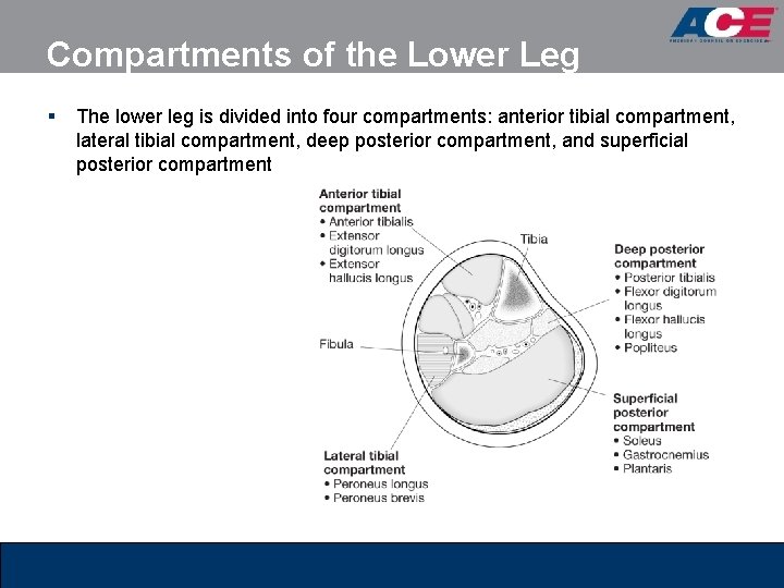 Compartments of the Lower Leg § The lower leg is divided into four compartments: Compartments of the Lower Leg § The lower leg is divided into four compartments: