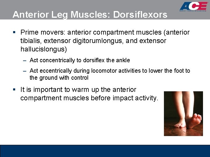 Anterior Leg Muscles: Dorsiflexors § Prime movers: anterior compartment muscles (anterior tibialis, extensor digitorumlongus, Anterior Leg Muscles: Dorsiflexors § Prime movers: anterior compartment muscles (anterior tibialis, extensor digitorumlongus,