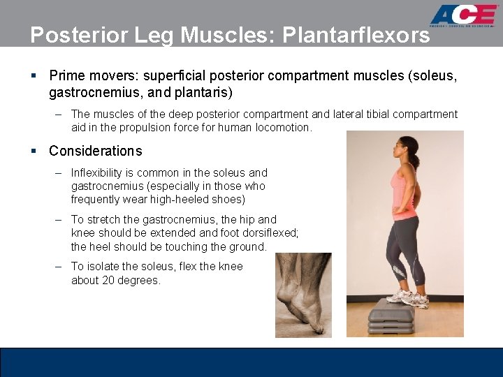 Posterior Leg Muscles: Plantarflexors § Prime movers: superficial posterior compartment muscles (soleus, gastrocnemius, and Posterior Leg Muscles: Plantarflexors § Prime movers: superficial posterior compartment muscles (soleus, gastrocnemius, and