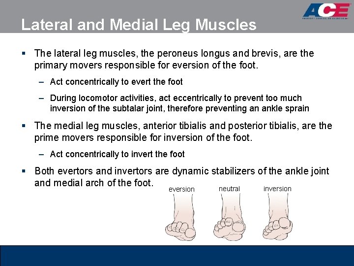 Lateral and Medial Leg Muscles § The lateral leg muscles, the peroneus longus and Lateral and Medial Leg Muscles § The lateral leg muscles, the peroneus longus and